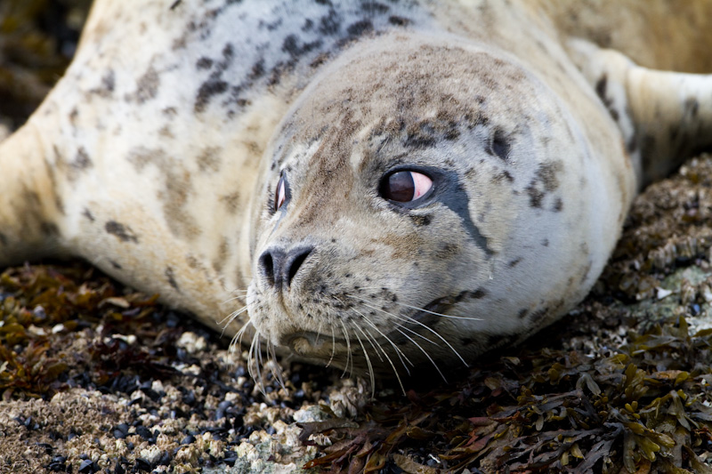 Harbor Seal